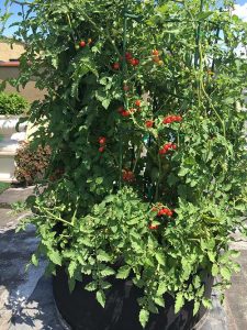 Tomatoes in dynapot